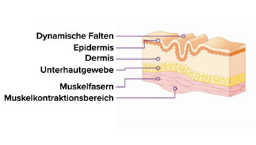 Statische Falten: Die Muskeln sind entspannt