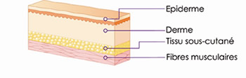 Schéma 1 : La peau.